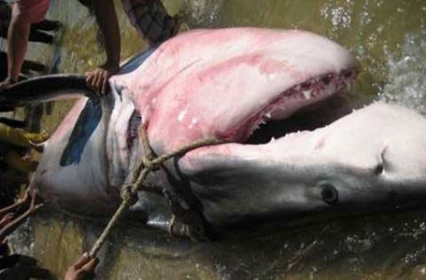 Identified the type of shark biting people in Quy Nhon