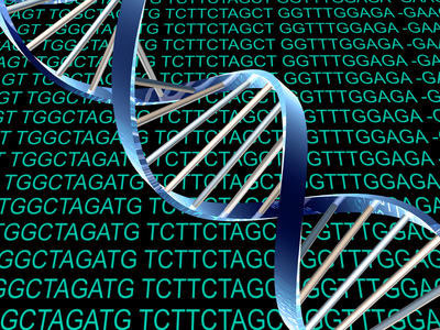 Identify 2 new bases in DNA structure