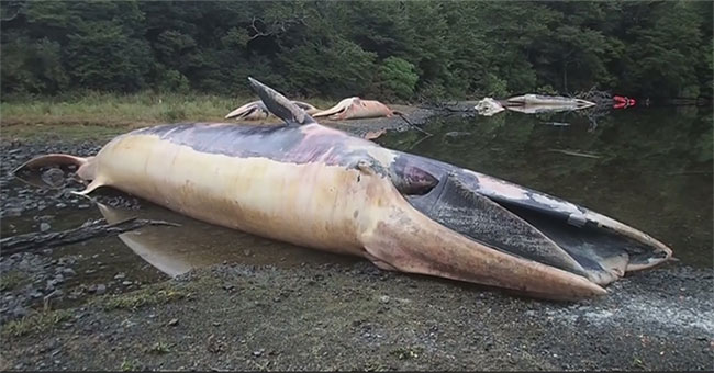 Identify 337 stranded whales that change the Chilean bay