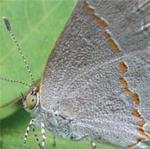 Identify a new butterfly