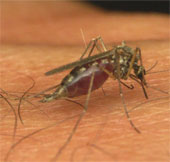 Identify a new enzyme of malaria parasites