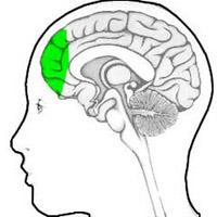 Identify areas of the brain that store social memories