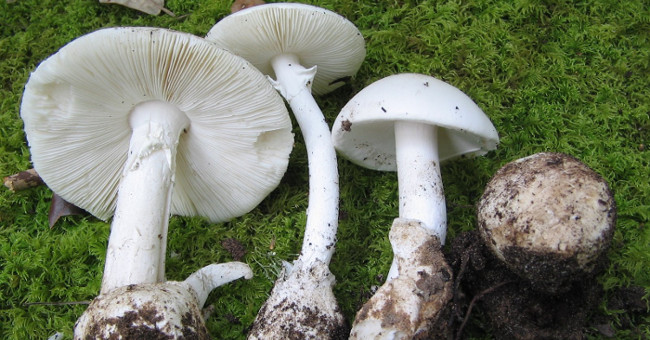 Identify deadly poisonous mushrooms in Vietnam