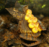 Identify DNA to avoid mating to save frogs from extinction