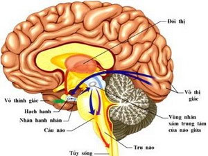 Identify genes related to hippocampal mass