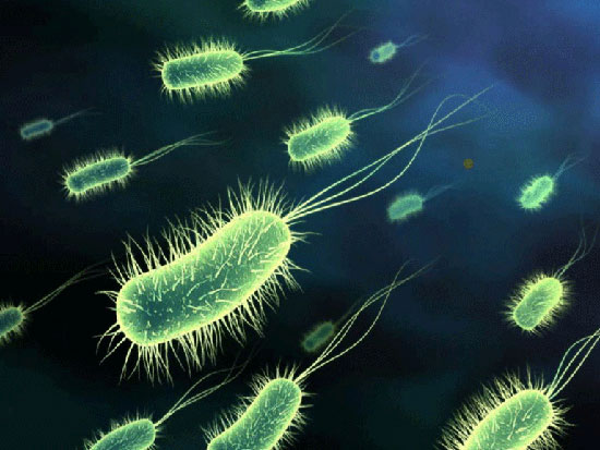 Identify herbivores, eat meat through intestinal bacteria