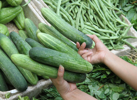 Identify infected cucumbers