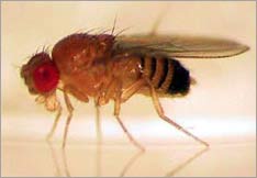Identify molecules sensitive to CO2 in insects