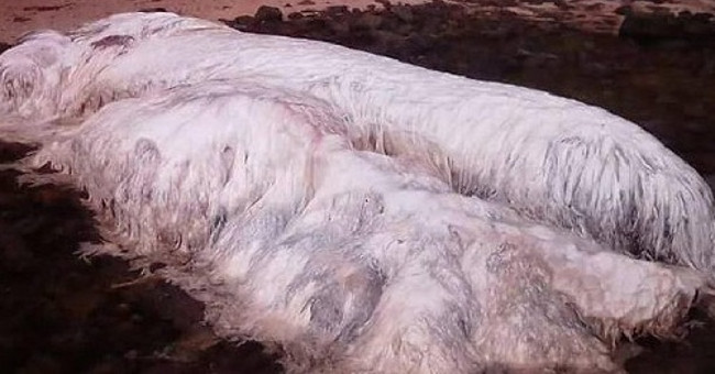 Identify mysterious creatures covered in white fur on the Philippine coast
