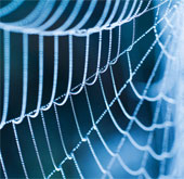 Identify spiders through software
