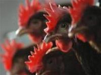 Identify the gene that lethal in the H5N1 virus