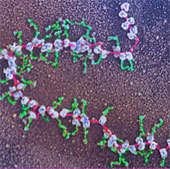 Identify the 'outline' of the first protein in humans