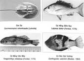 Identify toxic seafood