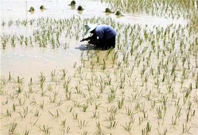 Identifying genes that increase rice yields