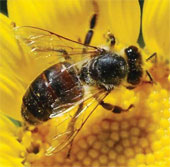 If bees become extinct, the whole world will be hungry