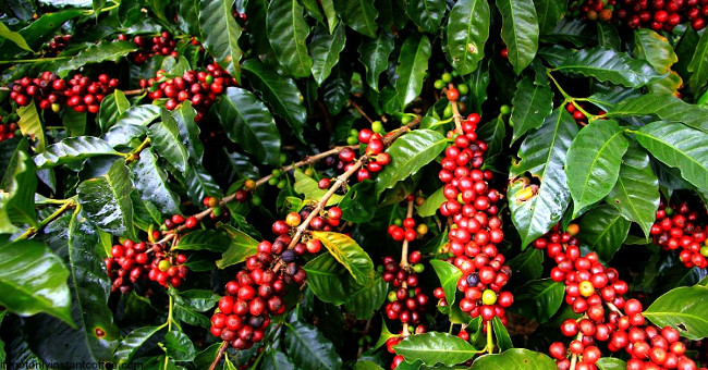 If global warming continues, coffee will become extinct by 2080