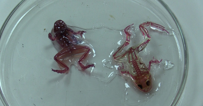 If not protecting the environment, not many creatures are 'mutated' like this