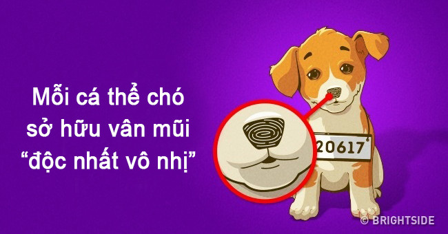 If people have fingerprints, each dog has a very special nose pattern!