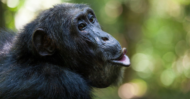 If this vaccine is used, one-third of primate will be saved