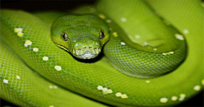 If you are afraid of snakes, never come to Australia