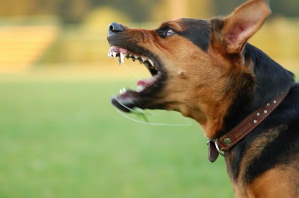 If you are aggressive, so is your dog