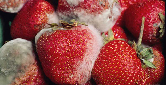 If you have questions about how the food process is molded, this is the answer for you!