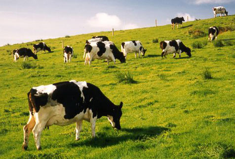 If you want more milk, name it