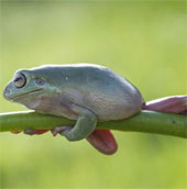 Image: Frogs exercise