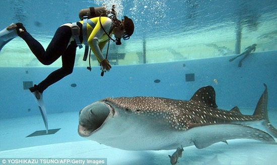 Image: Giant whale shark mouth 1.5 m wide