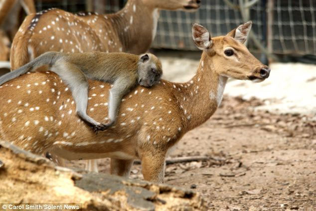 Image: Long-tailed macaque sleeps on deer