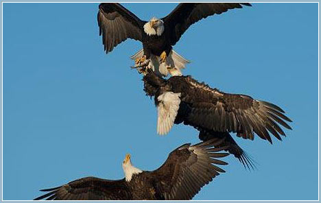 Image of mixed war eagle