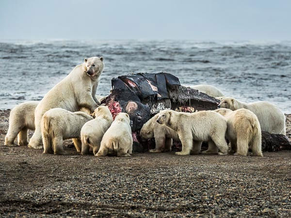 Image: White bear carcasses whale carcass