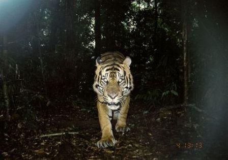 Images of mammals seem to be extinct