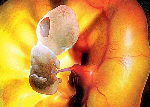 Images of secret life in the womb