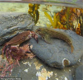 Images separate on and below the water surface