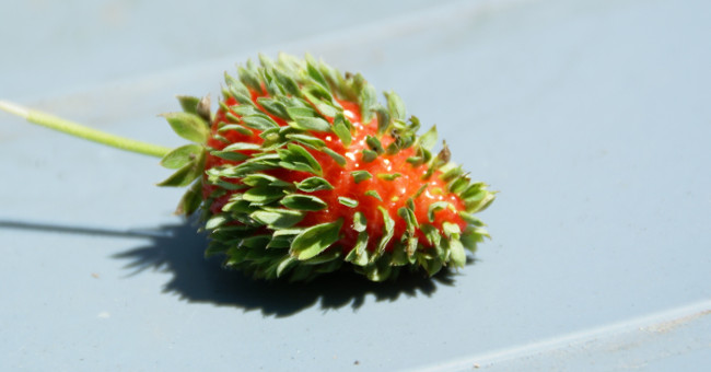 Immediately learn strange phenomenon only appears in a few fruits