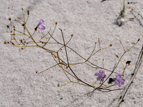 'Immobilized assassin' under the sand