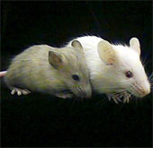 Immune antibodies before HIV