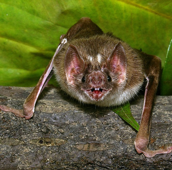 Immune rabies virus thanks to vampire bat