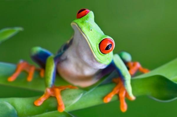 Immunity of amphibians to fungal diseases