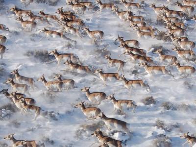 Impact of behavioral change on migratory species
