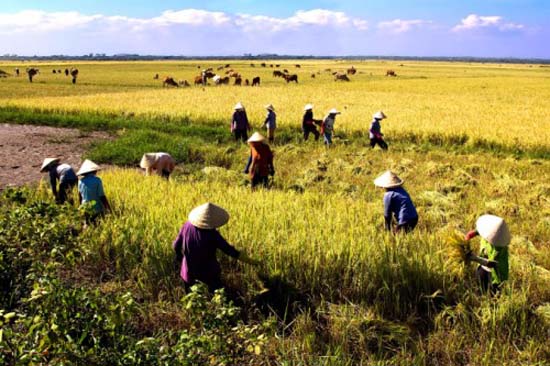 Impact of climate change on rice granary: Do not be pessimistic