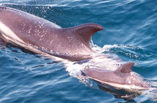 Impact of pollutants on marine mammals