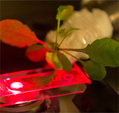 Implant carbon nanotubes into plant cells to increase photosynthetic efficiency