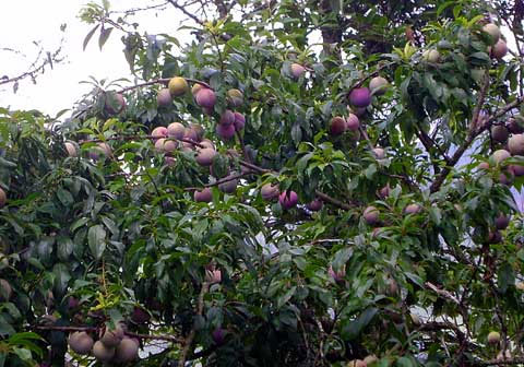 Implement renovation and restoration of Tam hoa plum varieties
