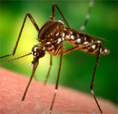 Important findings pave the way for antimalarial drugs