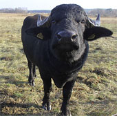 Importing foreign animals to restore biodiversity