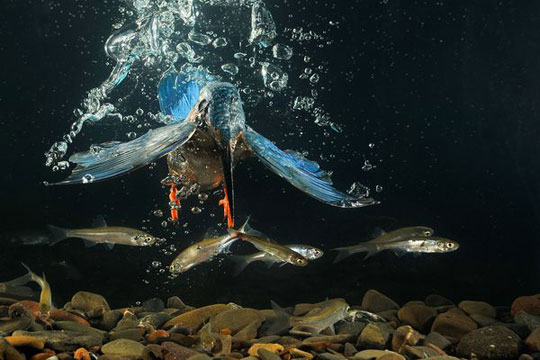 Impress the natural world through photos