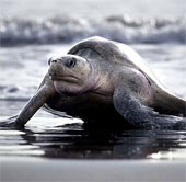 Impressed by hundreds of thousands of turtles landing on the beach