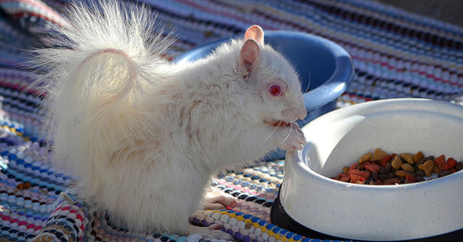 Impressed by the images of animals with albino disease